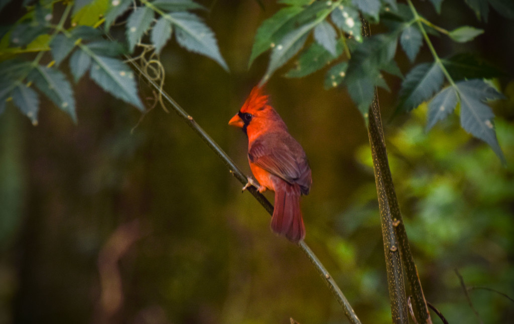 Cardinal on the Limb by rickster549