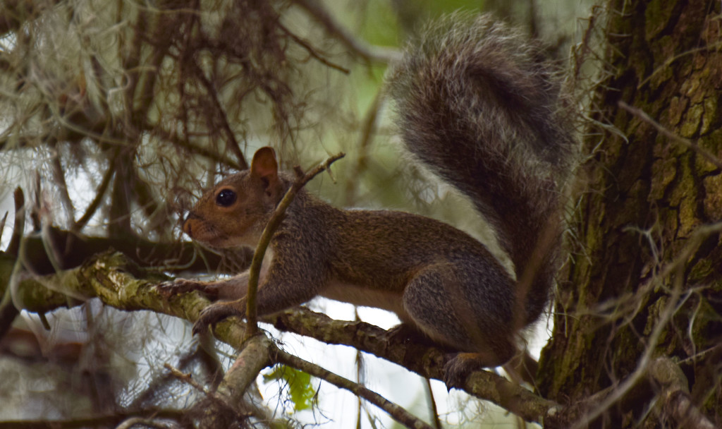 Another Squirrel by rickster549