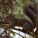 Another Squirrel by rickster549