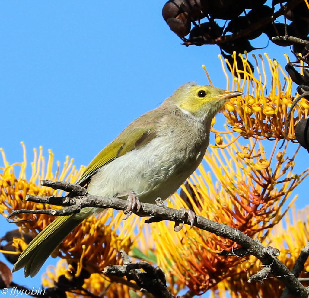 Young white-plumed honeyeater by flyrobin
