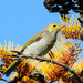 Young white-plumed honeyeater by flyrobin