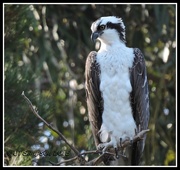 4th Sep 2015 - Osprey on the lookout...