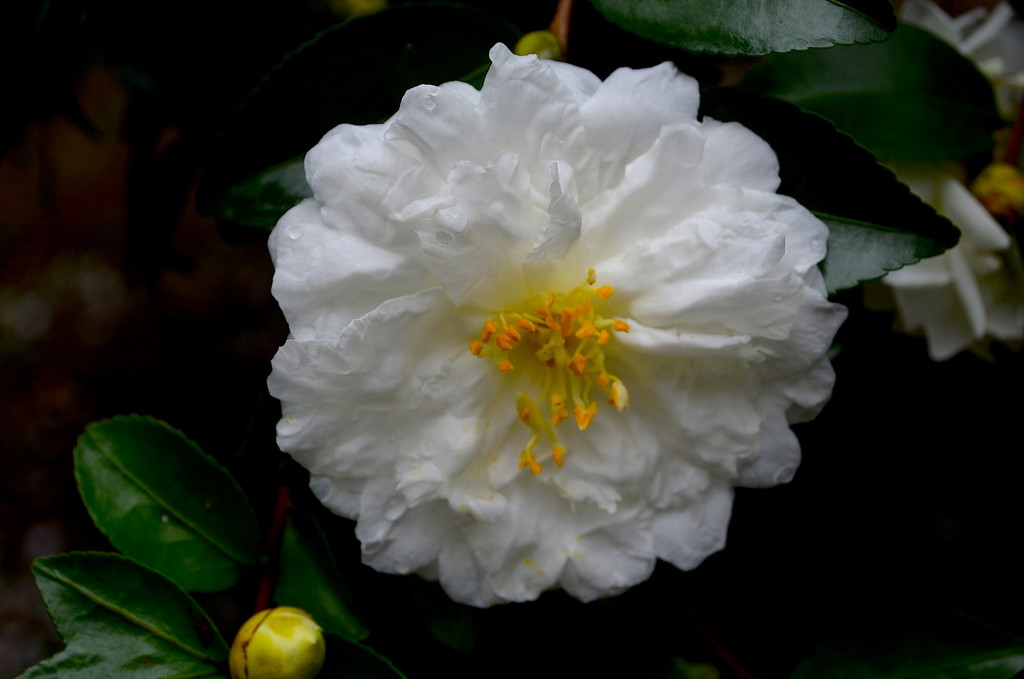 Sasanqua camellia by congaree