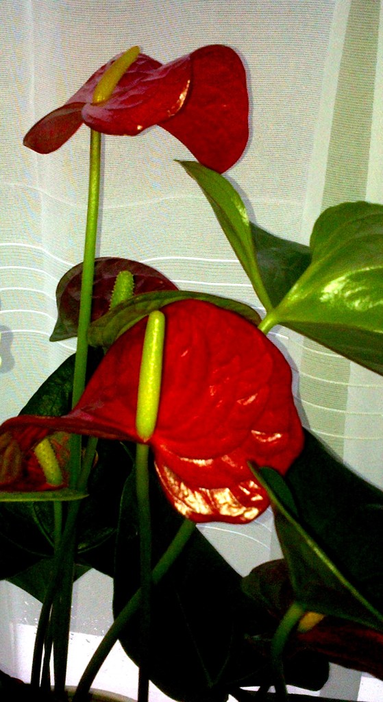 Bright red Anthurium  by beryl