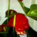 Bright red Anthurium  by beryl