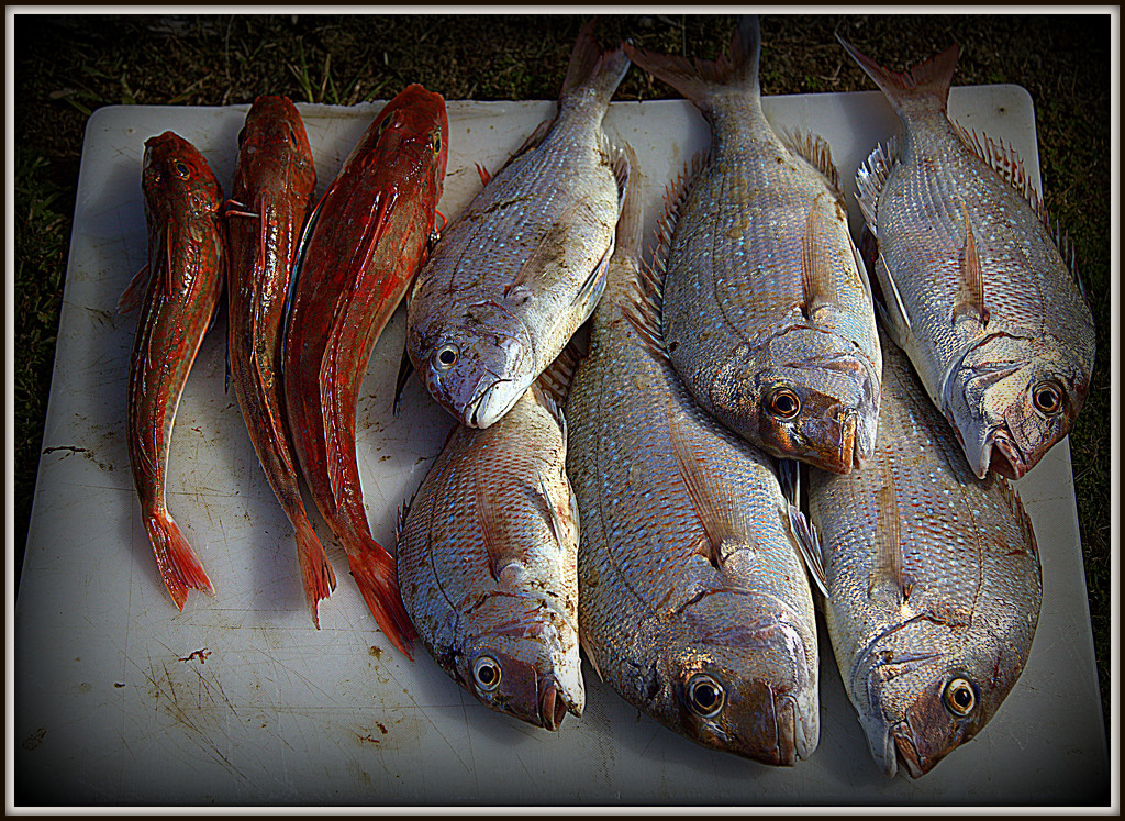 Fish for dinner by dide