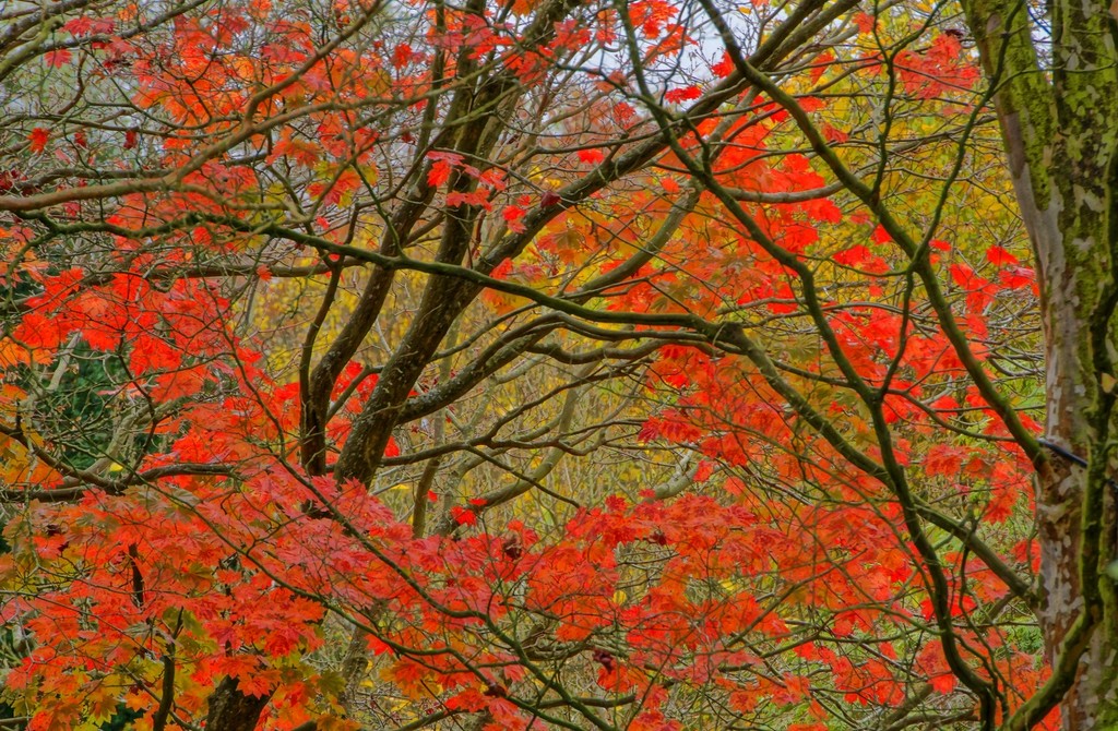 autumn in watercolour by quietpurplehaze