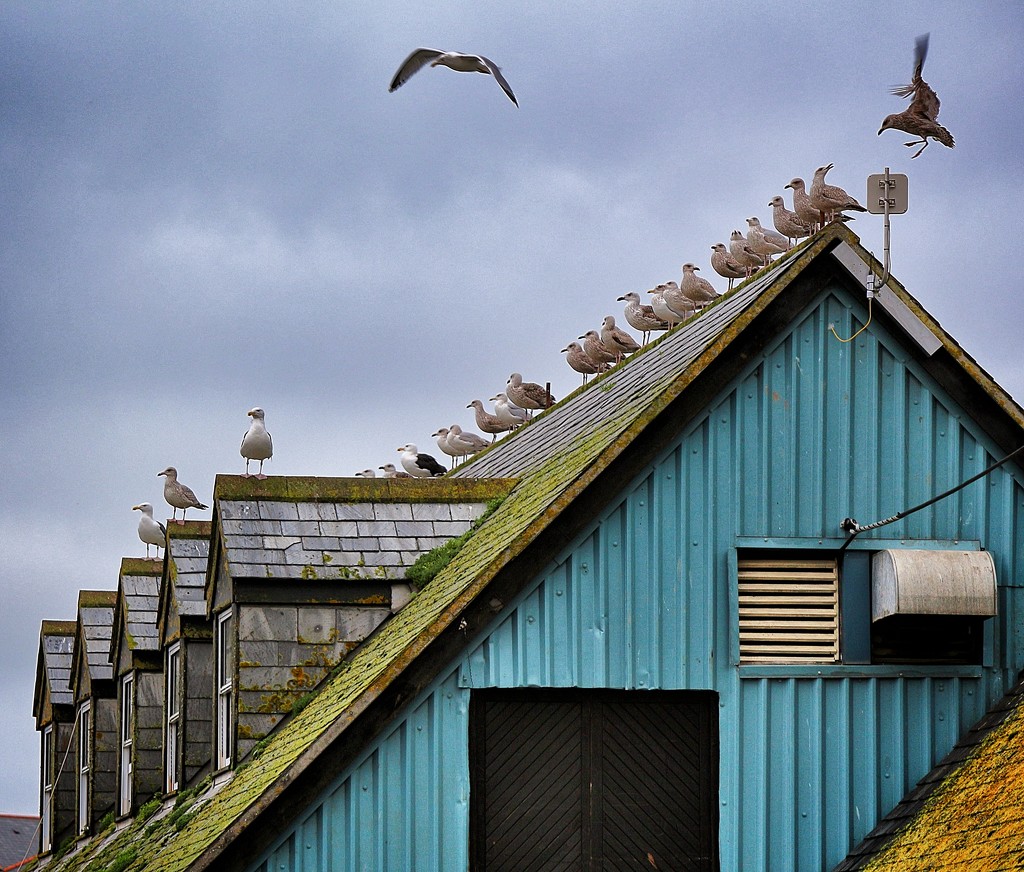 Flashback - Seagulls  by swillinbillyflynn