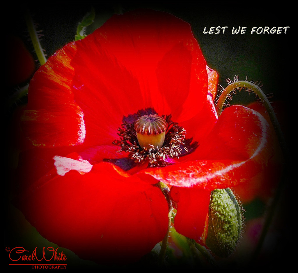 In Remembrance  (best viewed on black) by carolmw