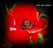 8th Nov 2015 - In Remembrance  (best viewed on black)