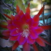Darren's Flower_DSC4883 by merrelyn