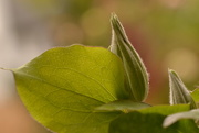 8th Nov 2015 - Clematis buds and leaves