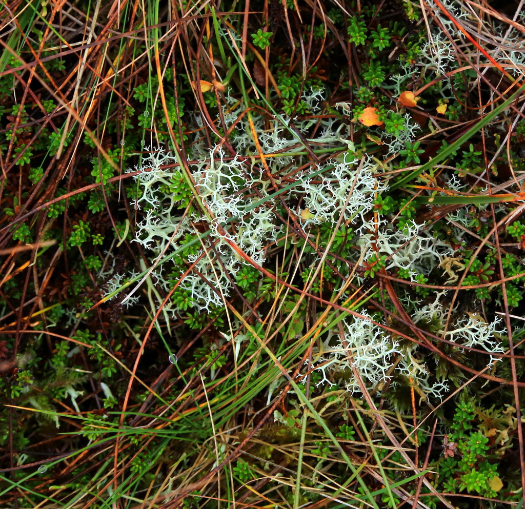 Lichen by lifeat60degrees