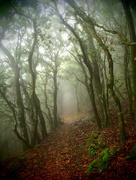 8th Nov 2015 - Misty in the woods