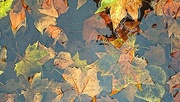 7th Nov 2015 - Leaves in puddle