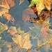 Leaves in puddle by boxplayer