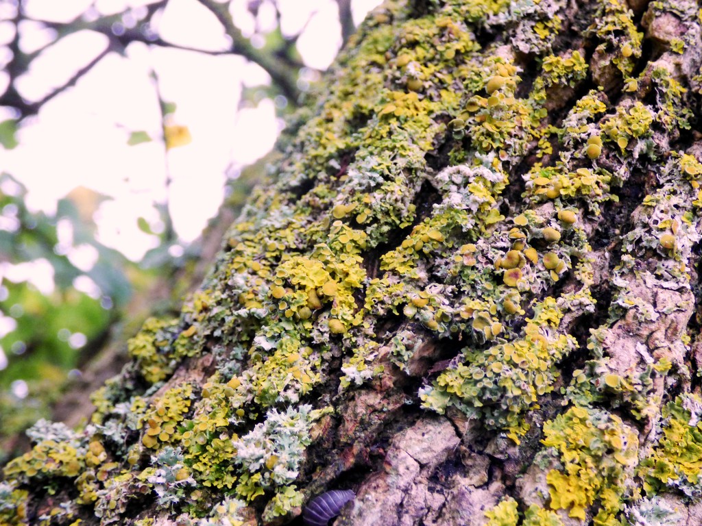Bark and lichen by julienne1