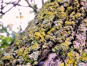 8th Nov 2015 - Bark and lichen