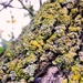 Bark and lichen by julienne1