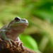 Froggy by vera365