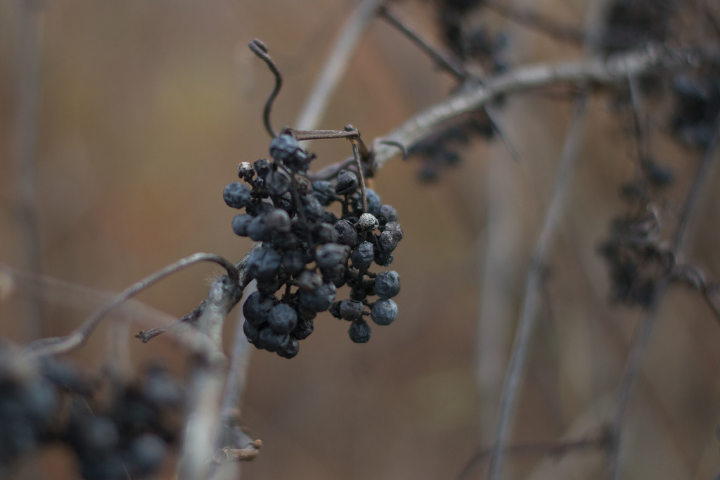 Wild grapes by meemakelley