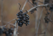 3rd Nov 2015 - Wild grapes