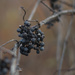 Wild grapes by meemakelley