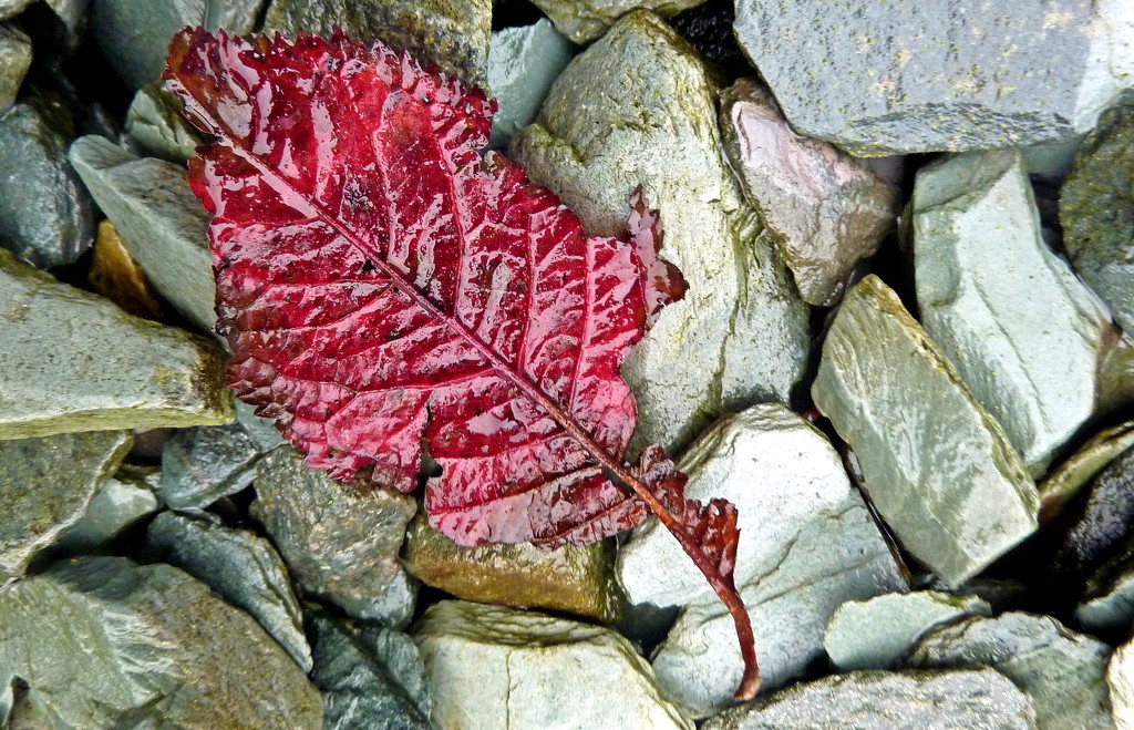 Autumn Leaf on Slate by phil_howcroft