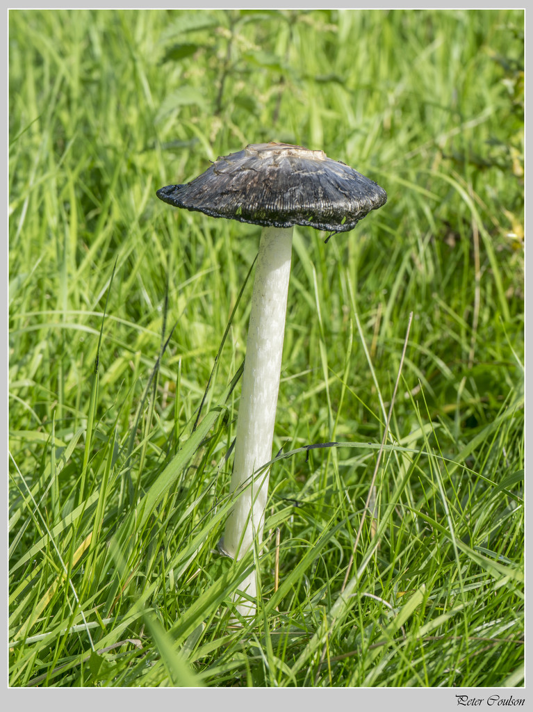 Shaddy Ink Cap by pcoulson