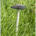 Shaddy Ink Cap by pcoulson