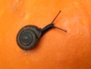 7th Nov 2015 - This snail is enjoying my pumpkins. 