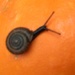 This snail is enjoying my pumpkins.  by graceratliff