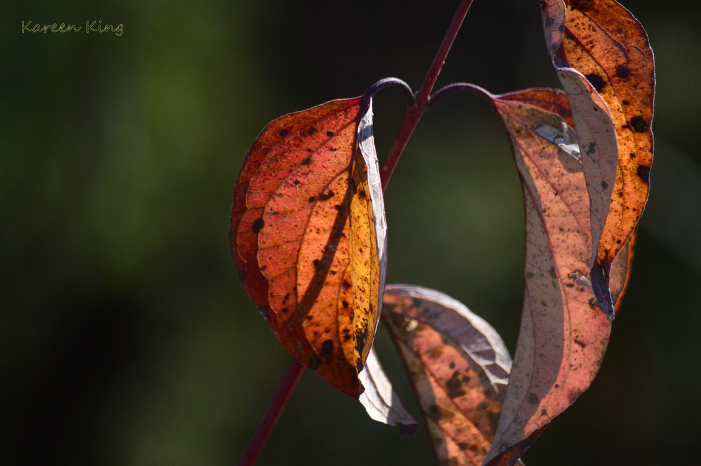 Remnants of Autumn by kareenking