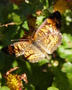 8th Nov 2015 -  A late Autumn Butterfly