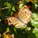  A late Autumn Butterfly by daisymiller