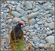 29th Aug 2015 - Vacationing Vulture...