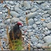 Vacationing Vulture... by soylentgreenpics