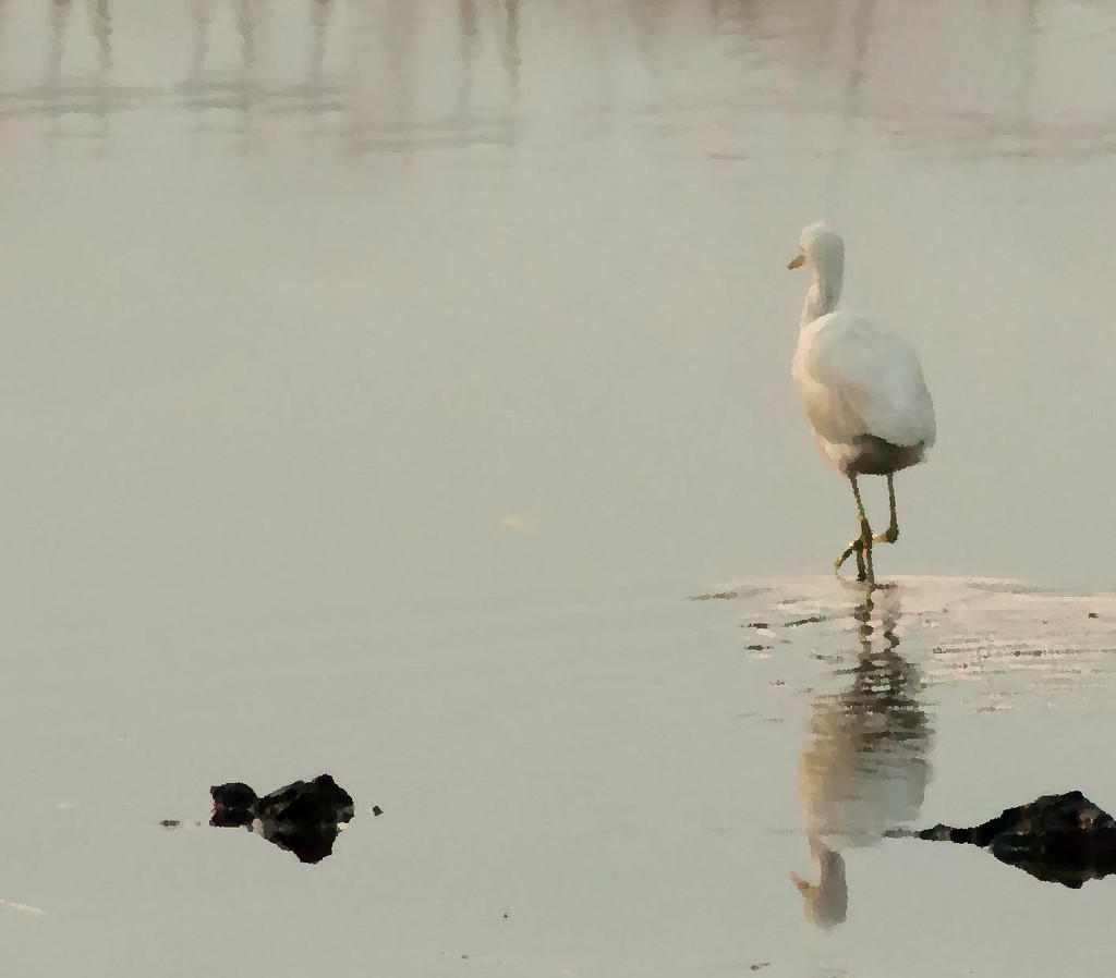Wading egret by shesnapped