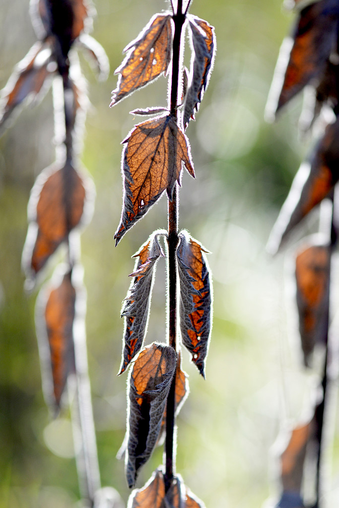 Dead leaves! by fayefaye