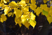 8th Nov 2015 - autumn leaves