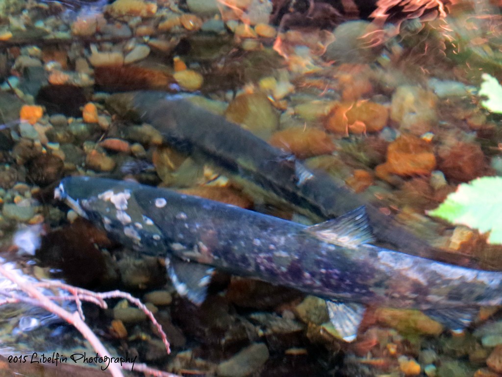 Spawning Salmon by kathyo