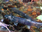 8th Nov 2015 - Spawning Salmon