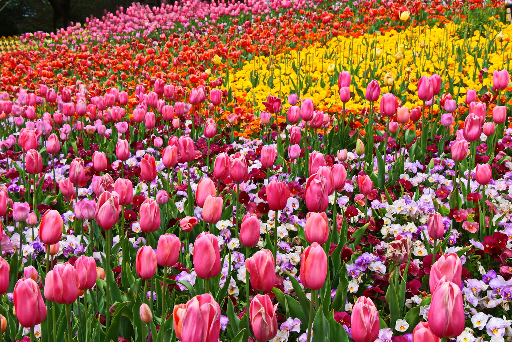 A Sea of Tulips by terryliv
