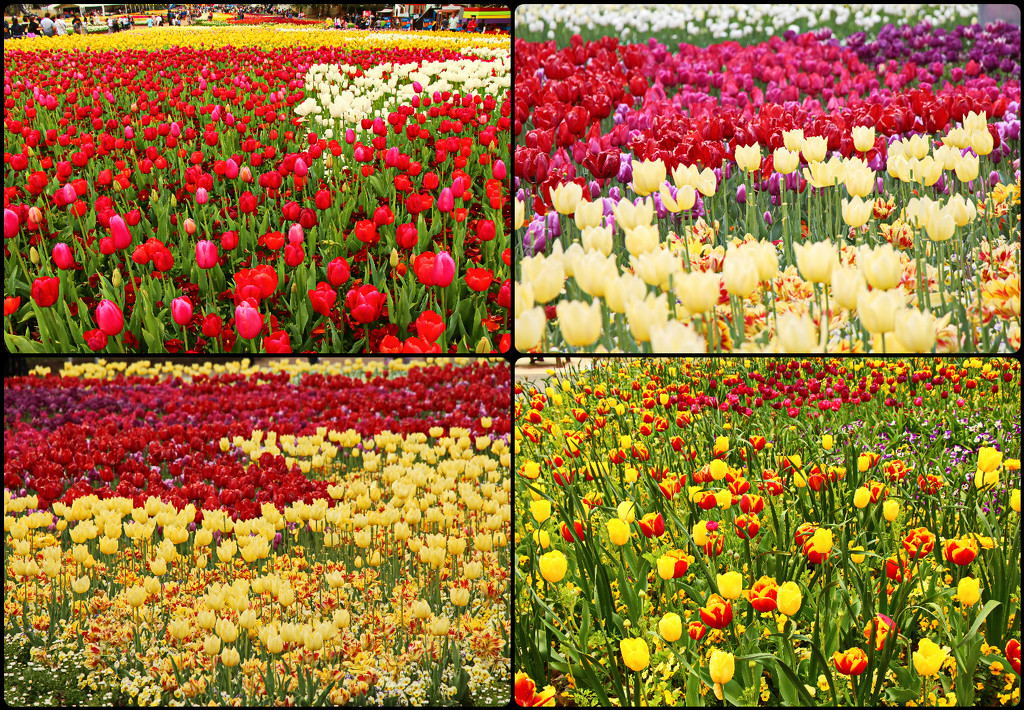 Floriade 3 by terryliv