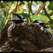 Magpie-lark babies by flyrobin