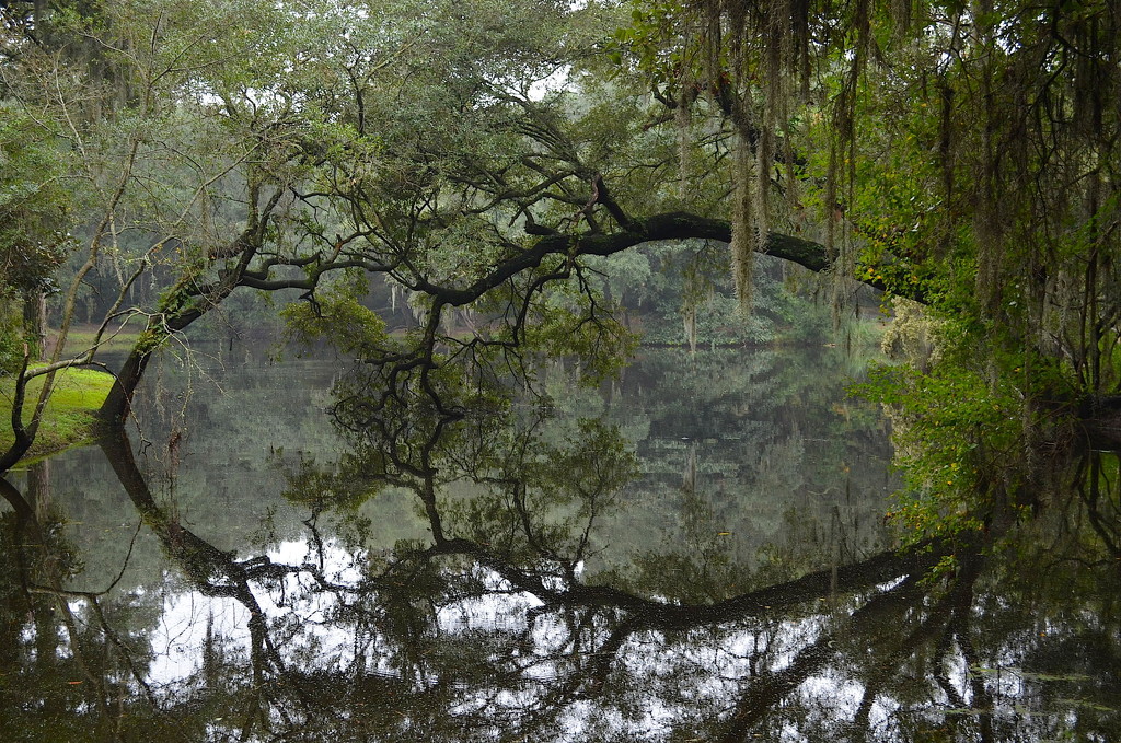 Live oak reflections, Charles Towne Landing State Historic Site, Charleston SC by congaree