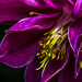 Double Aquilegia by pusspup