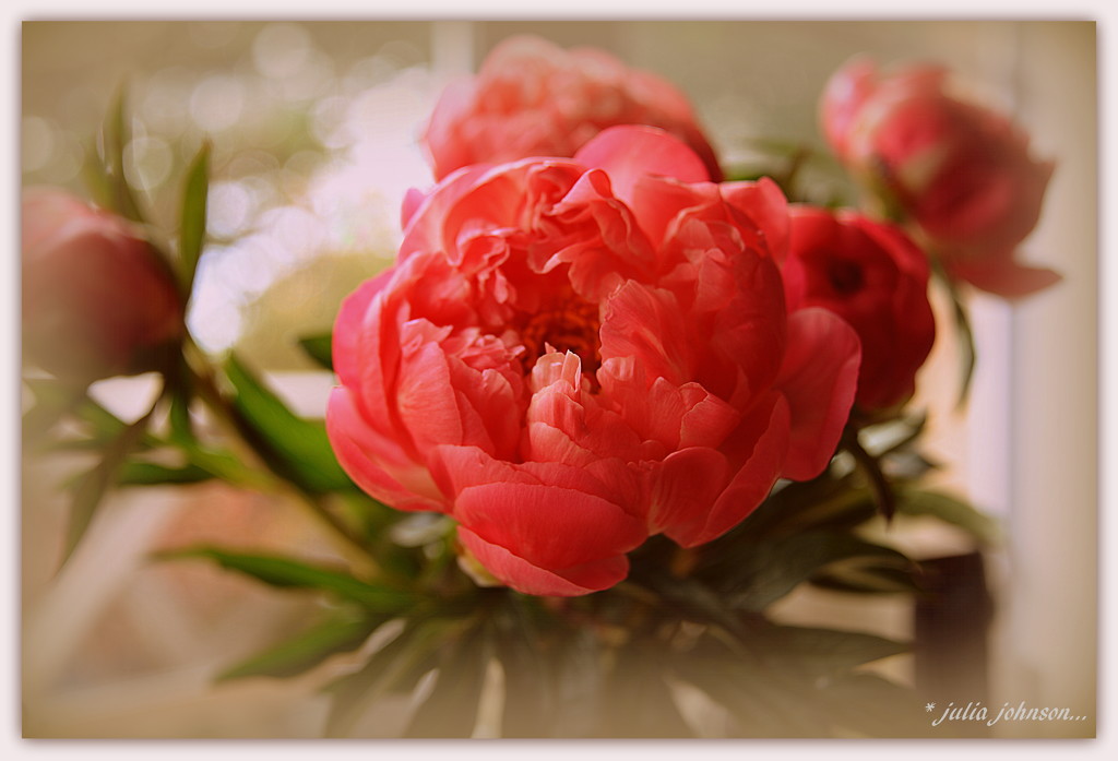 Peonies for Kylie... by julzmaioro