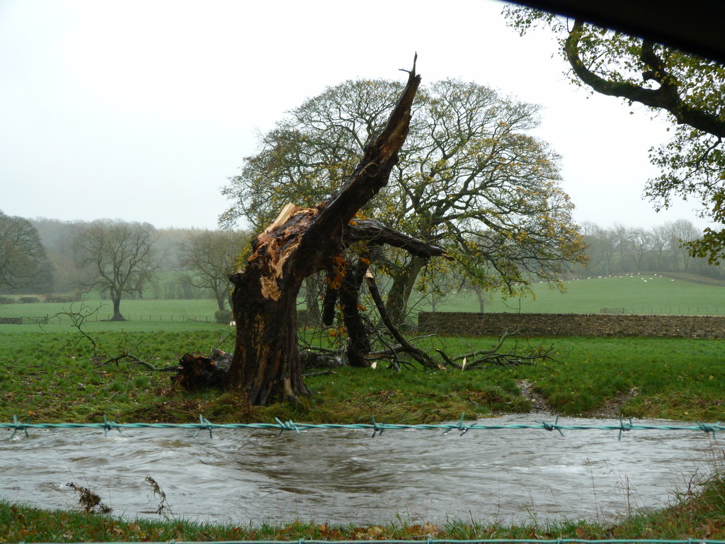 Wind damage by shirleybankfarm