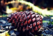 22nd Nov 2010 - Back-Yard Pine Cone